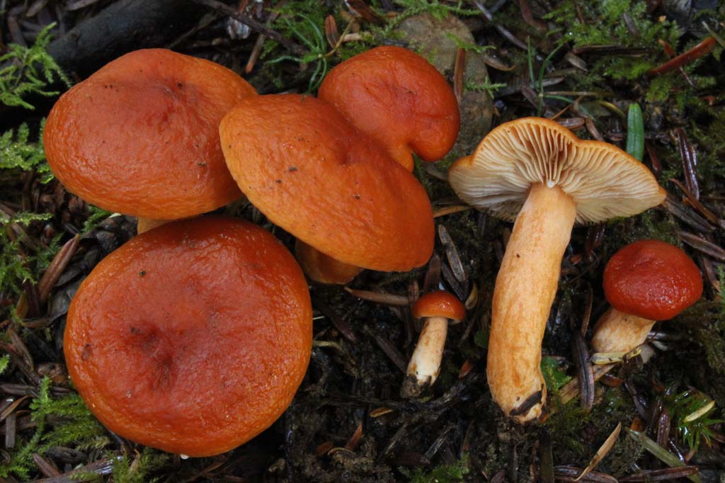 Lactarius